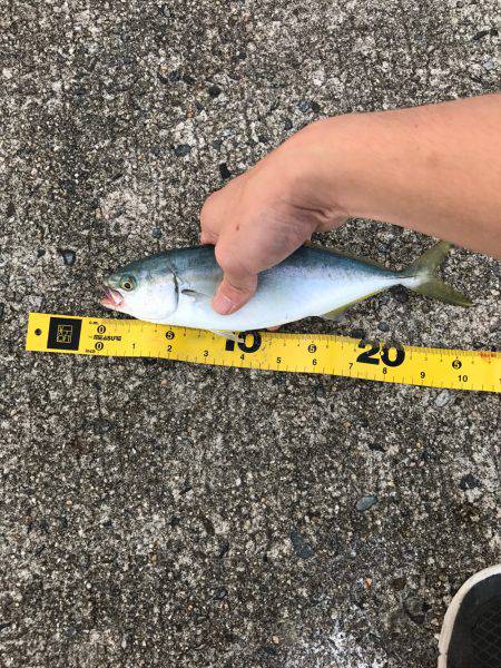 コズクラ、シイラ