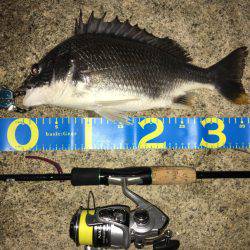 淀川ブリゲー パターン変化