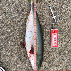 ツバスの回遊あり