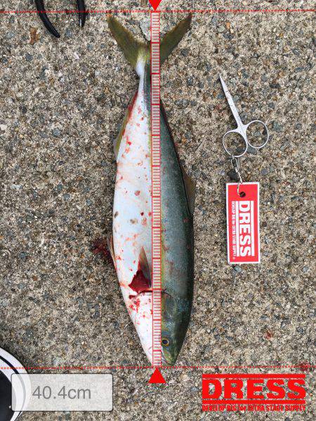 ツバスの回遊あり