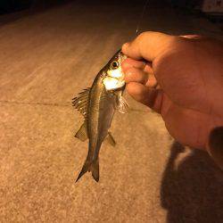 アジング時々ムツング