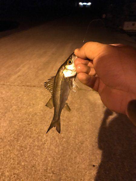 アジング時々ムツング