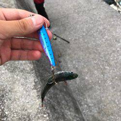 ロックフィッシュ‼︎