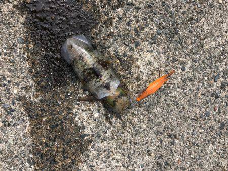 京丹後から常神までのランガンエギング