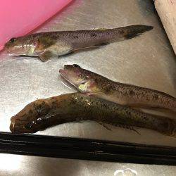 夕方にちょこっとチョイ投げ