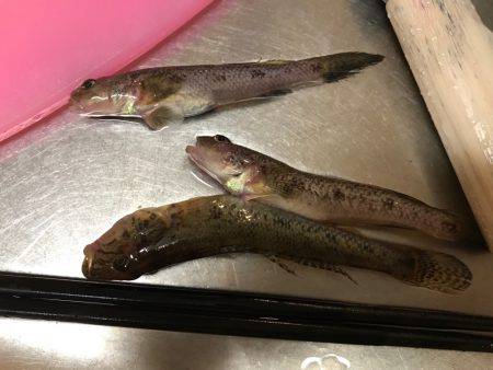 夕方にちょこっとチョイ投げ