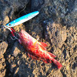 久々ショアジギ