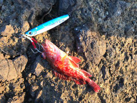 久々ショアジギ