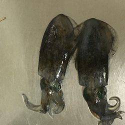 ライトジギングのちGTR