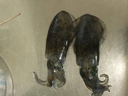 ライトジギングのちGTR