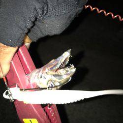 今期初物タチウオ、タコともお別れ!