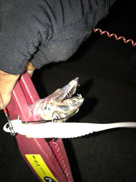 今期初物タチウオ、タコともお別れ!