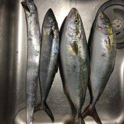 ショアジギ 3目？