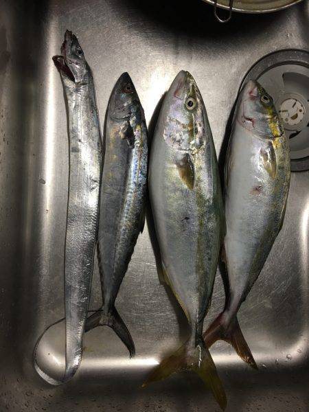 ショアジギ 3目？