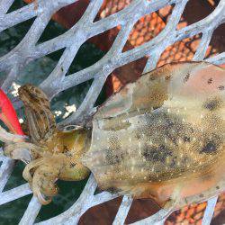 初メジロ＆アオリイカ