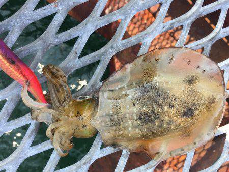 初メジロ＆アオリイカ