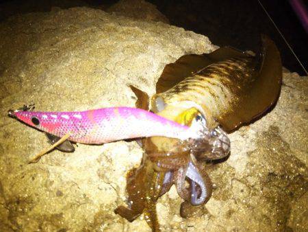 ナイトエギング