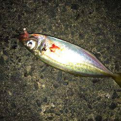 アミパターンアジング！