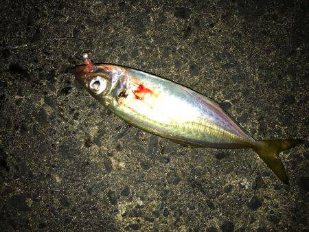 アミパターンアジング！