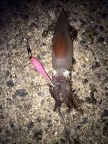 朝まずめケンサキイカゲーム