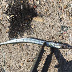 日中ライトゲーム