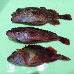 夏休みラストフィッシング