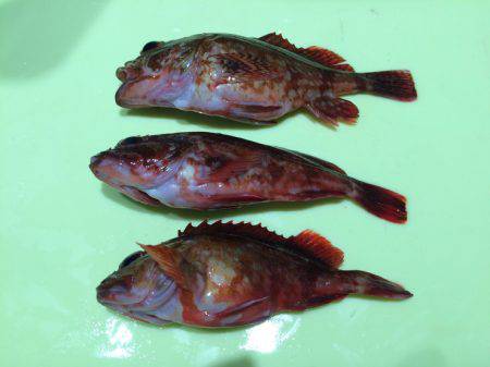 夏休みラストフィッシング