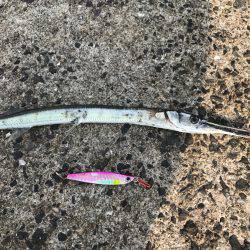 カンパチ狙いが…