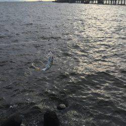 サゴシを求めて