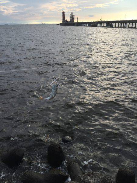 サゴシを求めて