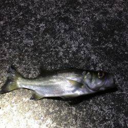 アジング⁇アミパターンでの釣果！