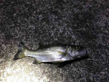 アジング⁇アミパターンでの釣果！