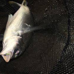 淀川ブリゲー 夏の終わり