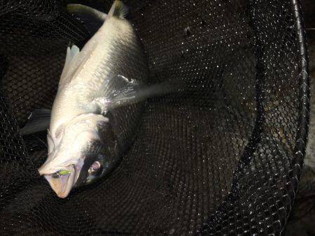 淀川ブリゲー 夏の終わり