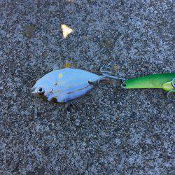 シーバスねらってブラックバス