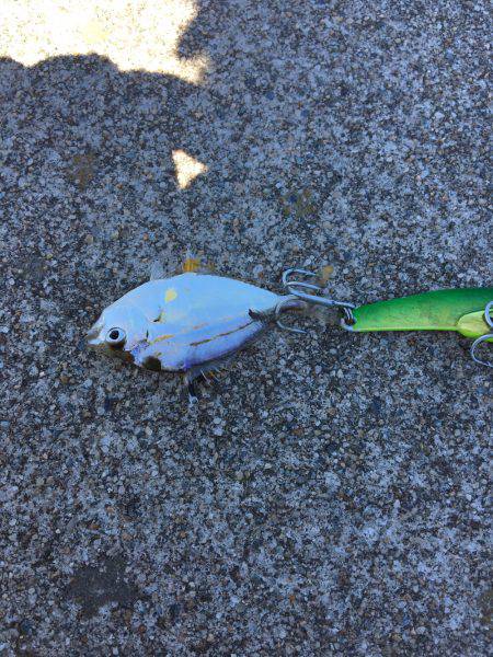 シーバスねらってブラックバス