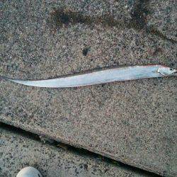 太刀魚リベンジ