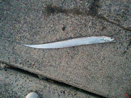 太刀魚リベンジ