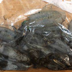 アオリ新子釣れだしました