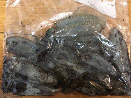 アオリ新子釣れだしました