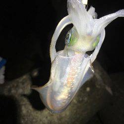 今シーズン初アオリ