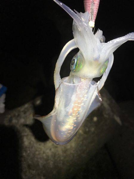 今シーズン初アオリ