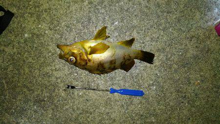 片添にて夜釣り