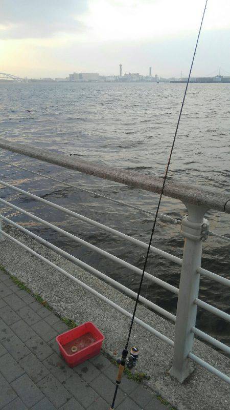 コスモにてアジ確認