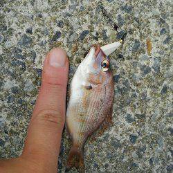 コスモにて探り釣り