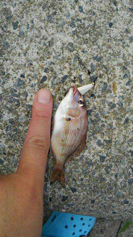 コスモにて探り釣り