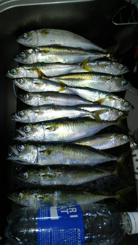 コスモスクエアにて