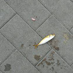 コスモスクエアサビキ釣り後半