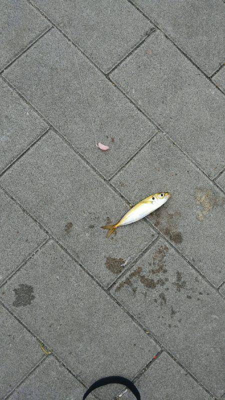 コスモスクエアサビキ釣り後半