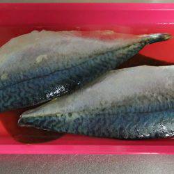 潮は小さいけど…何とかサバ確保。